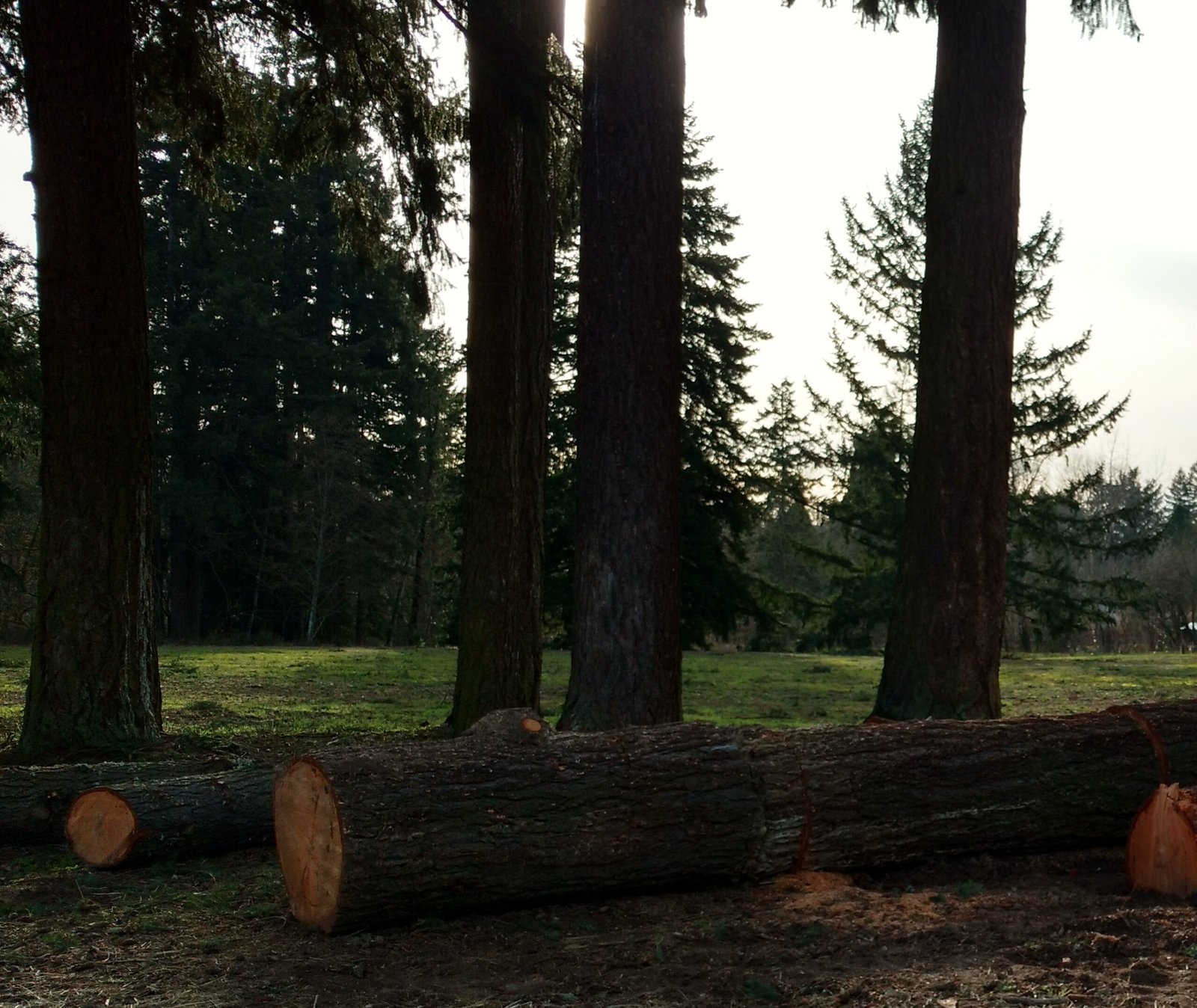 Orenco Woods Nature Park: a playground made of stream, sand and logs